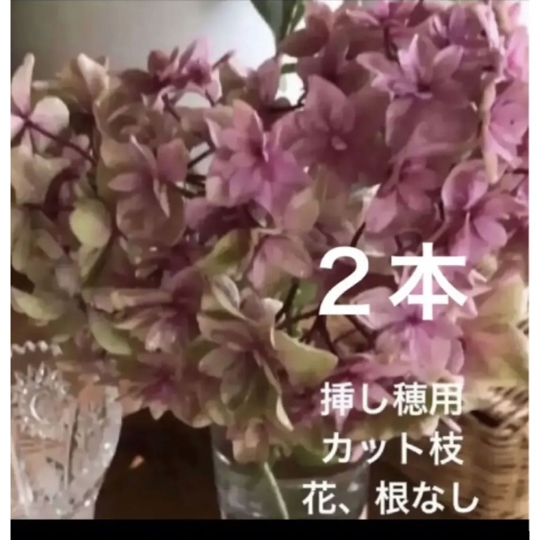 紫陽花　八重咲き♡挿し穂♡アンティーク好きなカラー♡