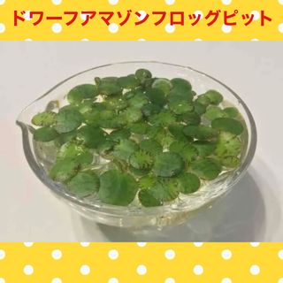 水草 ドワーフフロッグピット　無農薬(アクアリウム)