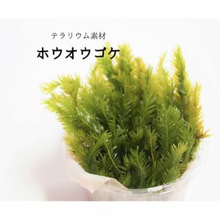 BumbuToys ブンブトイズ 苔岩 石-