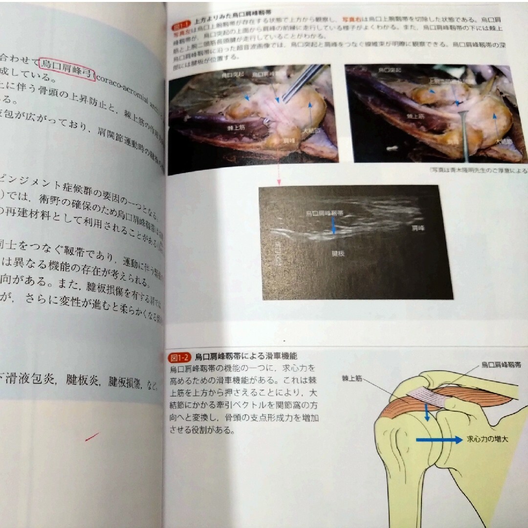 運動療法の為の触診技術上肢下肢2冊即配送　匿名配送　理学療法作業療法士必見　実習 エンタメ/ホビーの本(健康/医学)の商品写真