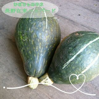 自然のタネ 長野在来ハッパード 在来種 カボチャの種  ながのざいらい かぼちゃ(野菜)