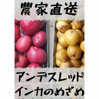 今だけ価格[農家直送]レアじゃがいも食比べ４ｋｇ以上インカのめざめアンデスレッド(野菜)