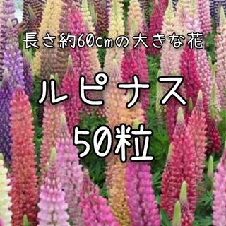 【ルピナスのタネ】50粒 種子 種 昇り藤 ノボリフジ 切り花にも 花(その他)