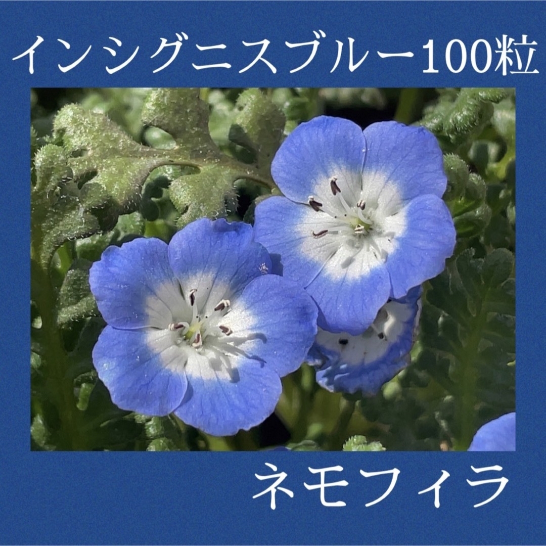 ネモフィラ　インシグニスブルー(メンジェシー)　種 100粒 ハンドメイドのフラワー/ガーデン(その他)の商品写真