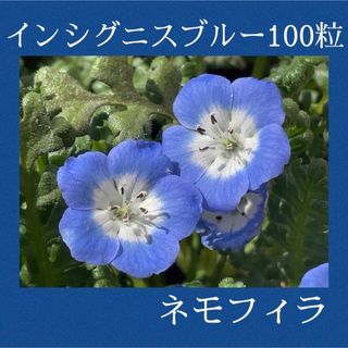 ネモフィラ　インシグニスブルー(メンジェシー)　種 100粒(その他)