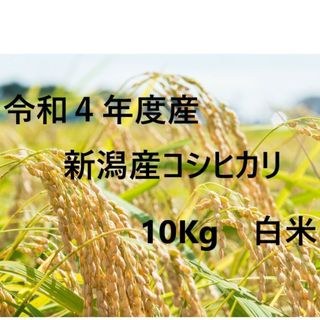 新潟県こしひかり　10キロ(米/穀物)