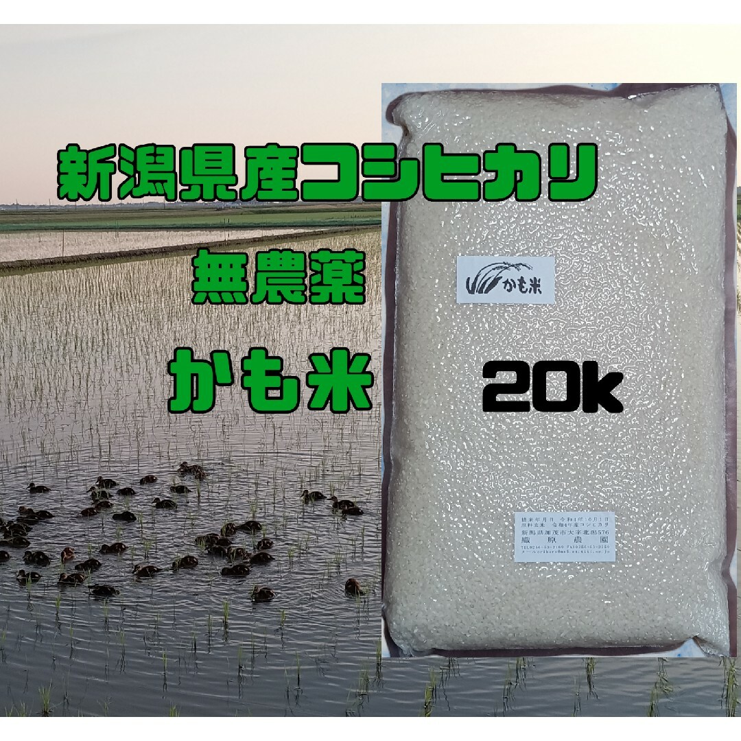 無農薬米新潟県産コシヒカリ20K　米/穀物