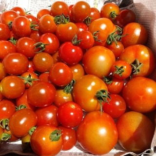 岐阜県産の、ミニトマトと、中玉トマトの詰め合わせ、約1.4キロ、80個ほどです。(野菜)