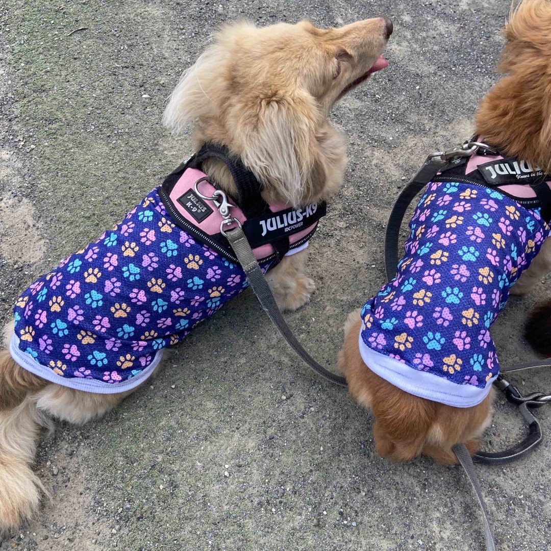 『肉球柄メッシュニットタンクトップ』メルロコ　ダックス　犬服 ハンドメイドのペット(ペット服/アクセサリー)の商品写真