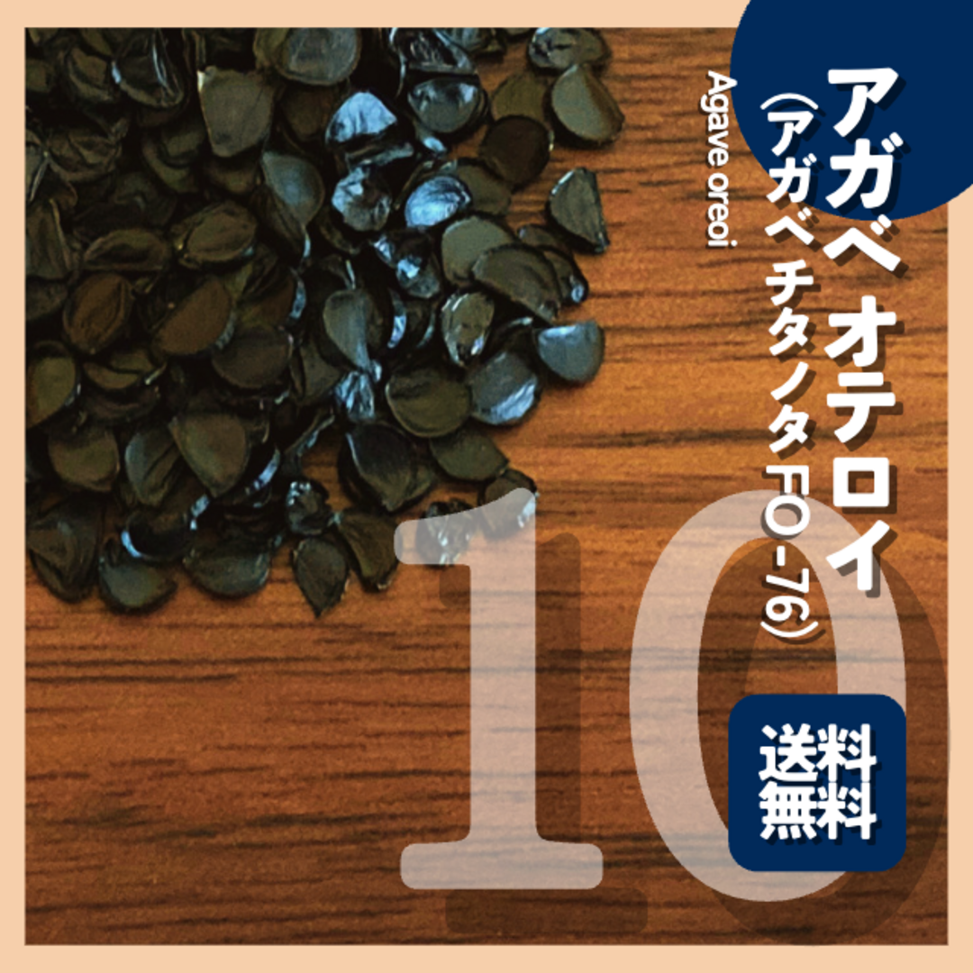 8月入荷 1000粒+ アガベ オテロイ 種子 チタノタ FO-76 証明書あり