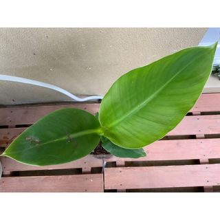 沖縄の太陽で育った三尺バナナ　ベランダ栽培可(プランター)