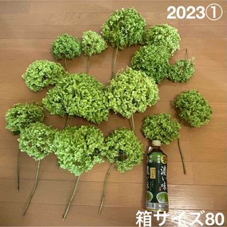 中古】 34ページ目 - ドライフラワーの通販 20,000点以上 ...