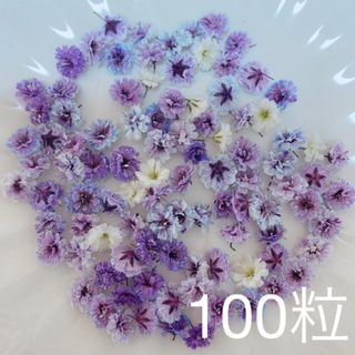 パープル系 かすみ草ドライフラワー100粒(ドライフラワー)