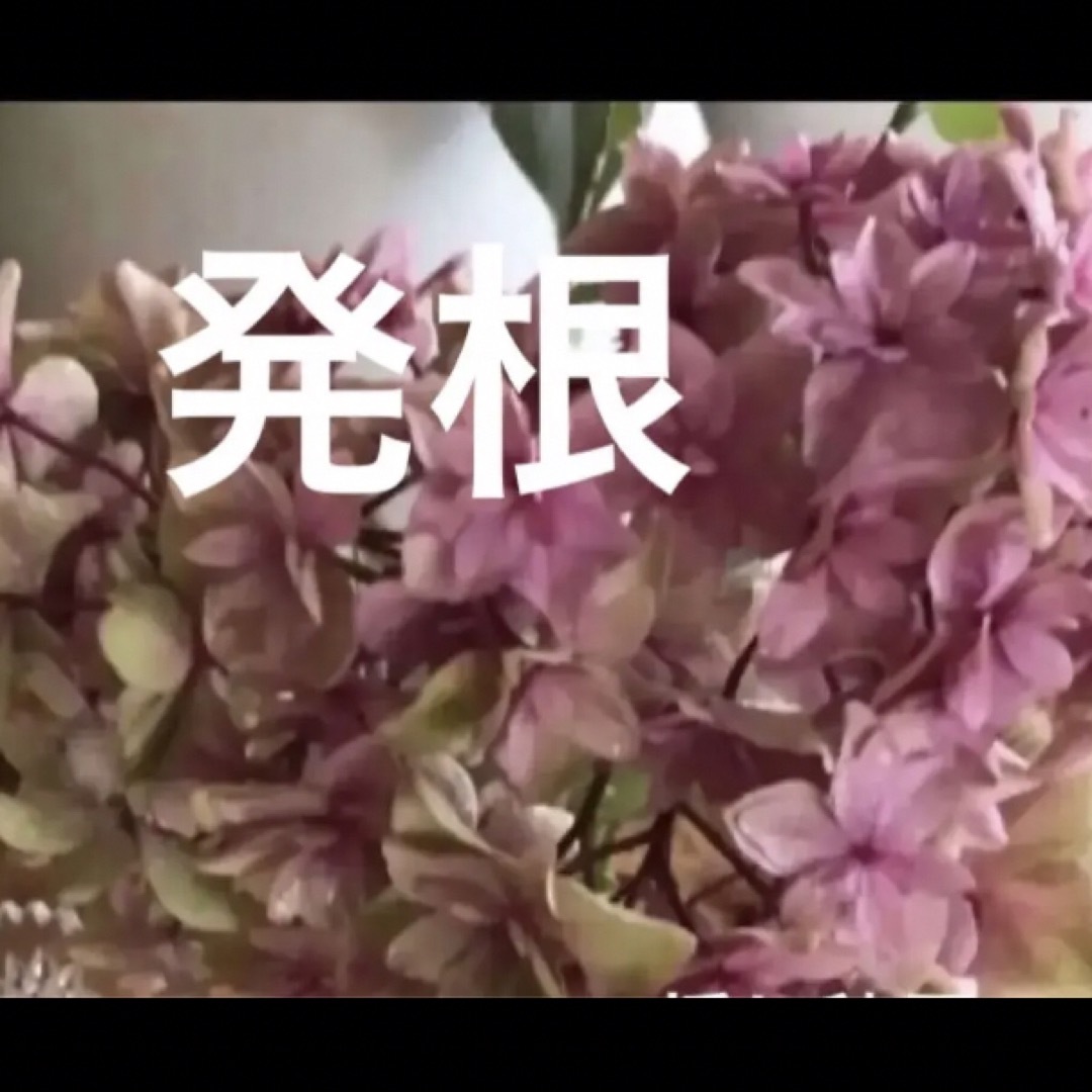 発根♫紫陽花　八重咲き♡♡アンティーク好きなカラー♡