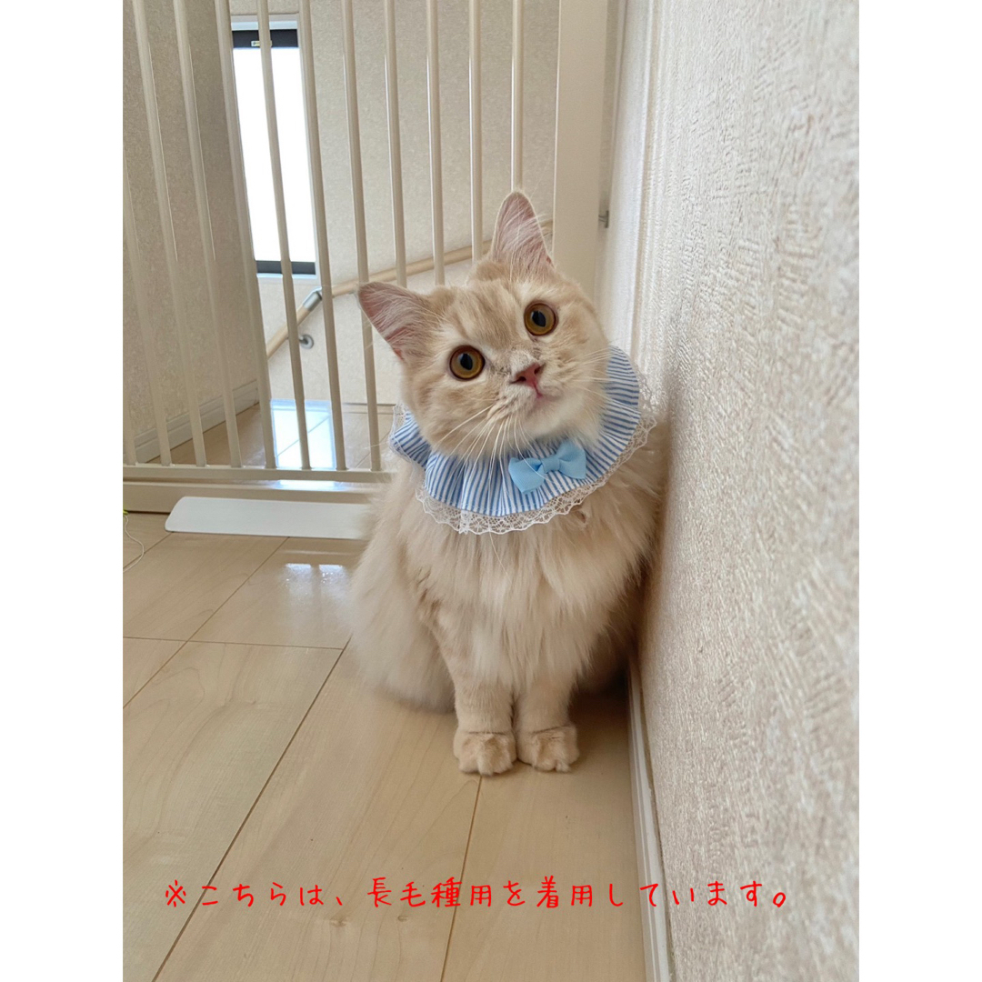 シュシュ首輪(ドット柄 ブルー レース付き) 猫 首輪 かわいい シュシュ ハンドメイドのペット(リード/首輪)の商品写真