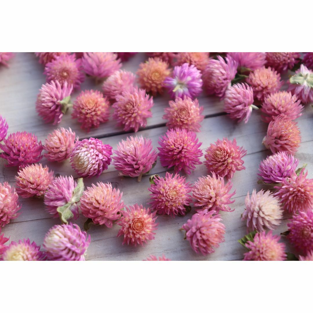 千日紅ヘッド ピンク系 200個 センニチコウ ハンドメイドのフラワー/ガーデン(ドライフラワー)の商品写真