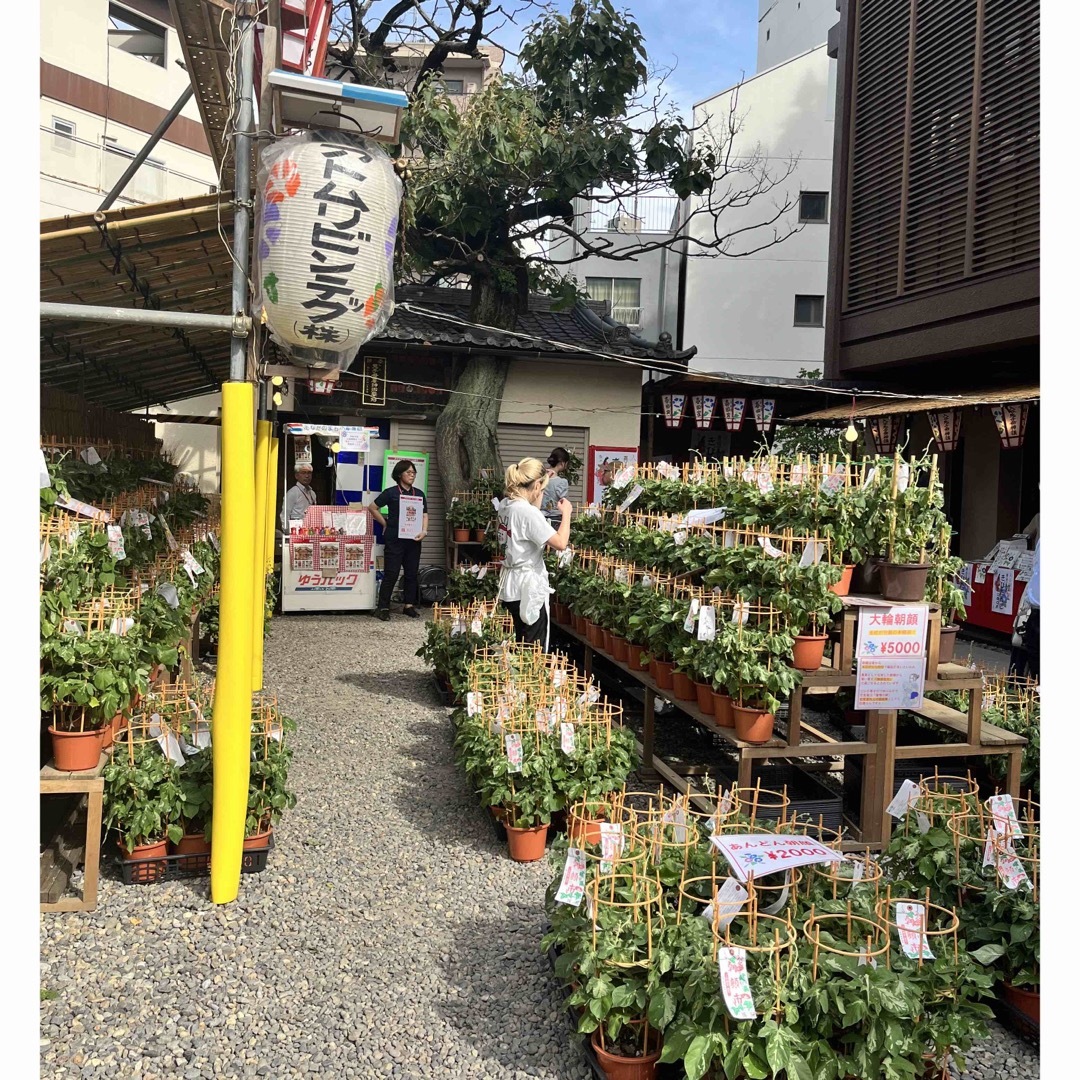 【入谷鬼子母神 (真源寺)】はんてん折り 手ぬぐい  朝顔まつり 限定‼️ インテリア/住まい/日用品の日用品/生活雑貨/旅行(タオル/バス用品)の商品写真