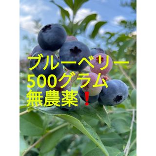 ブルーベリー無農薬500グラム(フルーツ)