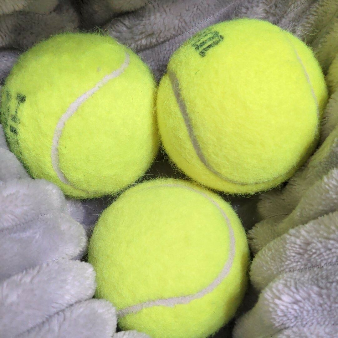 テニスボール1個 & ユーカリ葉 スポーツ/アウトドアのテニス(ボール)の商品写真