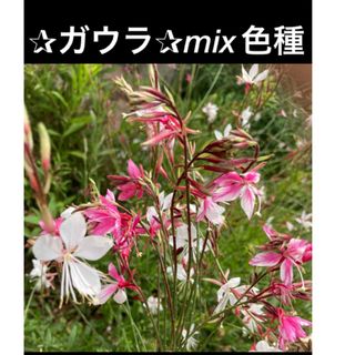 ガウラ種(mix色)100個(プランター)