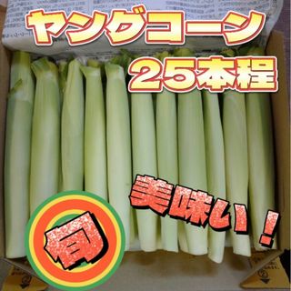 ヤングコーン 13日発送(野菜)