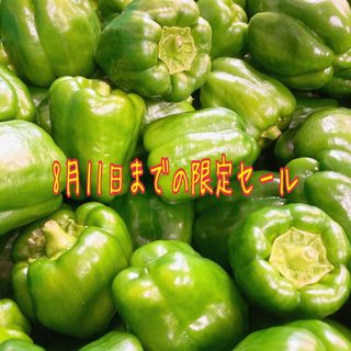 限定セール　愛知県産　肉厚無農薬ピーマン　サイズ60箱いっぱい(野菜)
