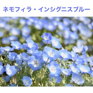 花の種　ビスカリア ブルーエンジェル 種子