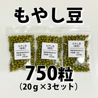 【750粒以上】もやし　緑豆　種 タネ　たね　60g(野菜)