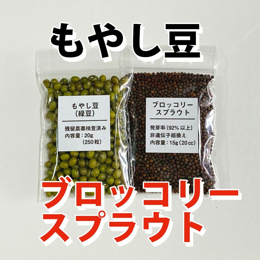 【自由研究】もやし　ブロッコリースプラウト　緑豆　種 タネ　たね 食品/飲料/酒の食品(野菜)の商品写真