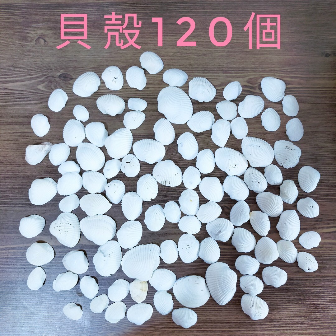 貝殻120個セット ハンドメイドの素材/材料(その他)の商品写真