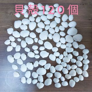 貝殻120個セット(各種パーツ)