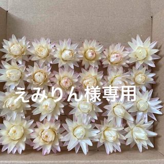 中古】 34ページ目 - ドライフラワーの通販 20,000点以上 ...