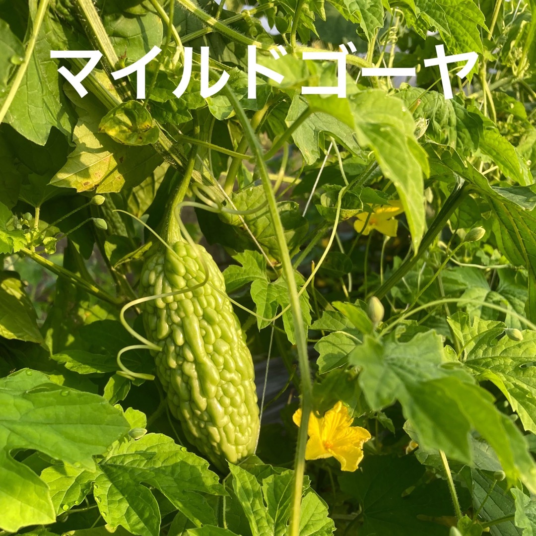 朝採り新鮮野菜発送　80サイズ  食品/飲料/酒の食品(野菜)の商品写真