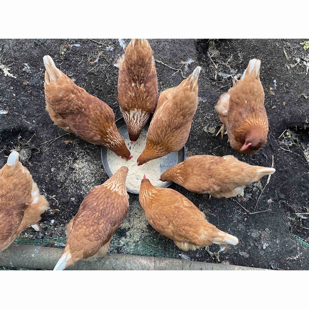 平飼いで育てたボリスブラウンの新鮮な卵