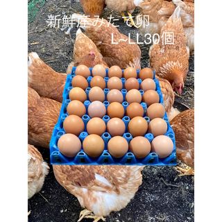 平飼いで育てたボリスブラウンの新鮮な卵(その他)