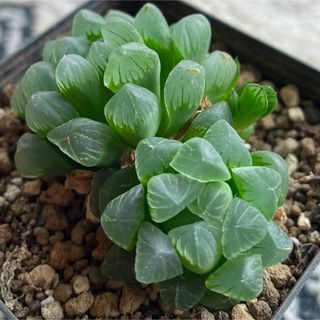【まとめ値引き】オブツーサ　2株　ハオルチア 良株　美株　多肉植物　大人気(その他)