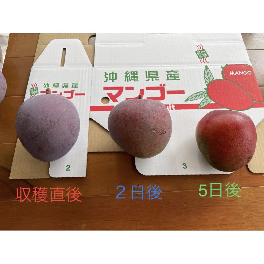 レッドキーツマンゴー　1キロ 食品/飲料/酒の食品(フルーツ)の商品写真