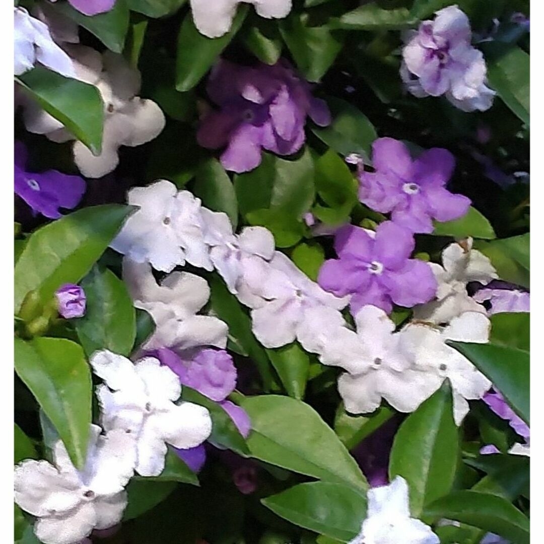 🌷強香☘️⑥ニオイバンマツリｘ5本挿し穂☘️ジャスミンのようなさわやかな香り ハンドメイドのフラワー/ガーデン(プランター)の商品写真