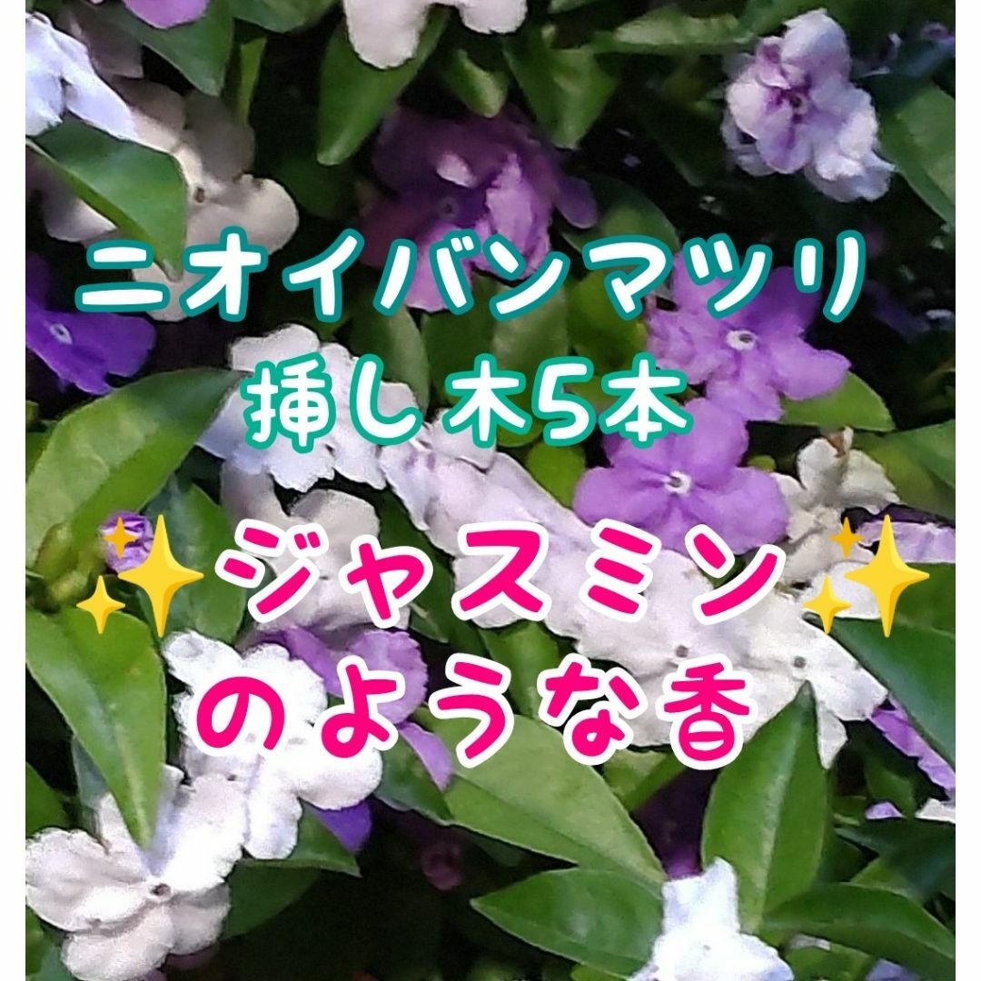 🌷強香☘️⑥ニオイバンマツリｘ5本挿し穂☘️ジャスミンのようなさわやかな香り ハンドメイドのフラワー/ガーデン(プランター)の商品写真