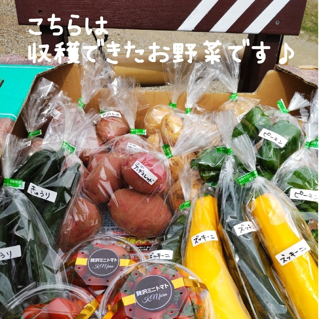 栄養満点【10種類の乾燥野菜MIX】200g 自然の美味しさと香り ドライベジ 食品/飲料/酒の食品(野菜)の商品写真