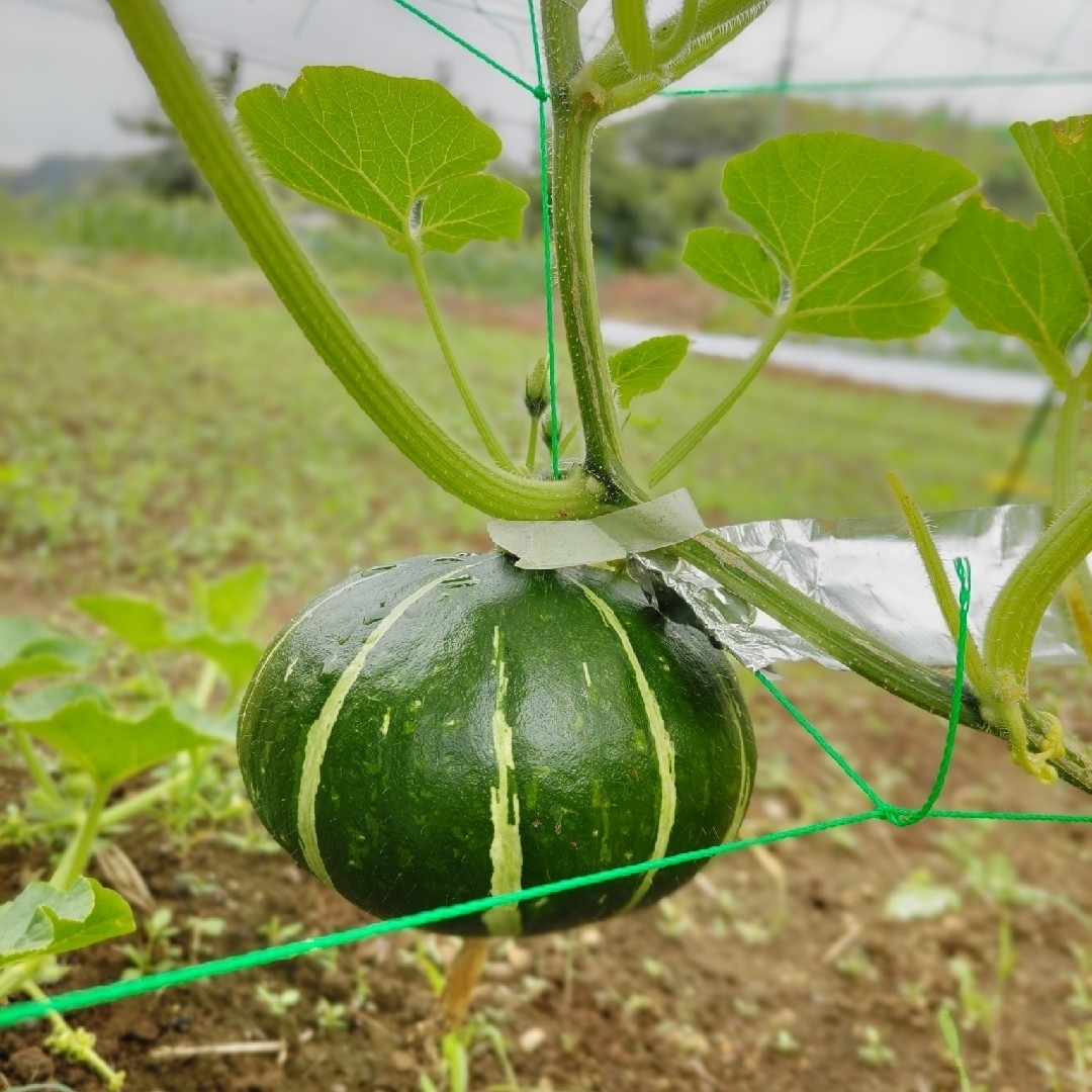 栄養満点【10種類の乾燥野菜MIX】200g 自然の美味しさと香り ドライベジ 食品/飲料/酒の食品(野菜)の商品写真