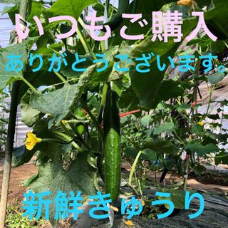 朝採り新鮮きゅうり、5キロです。B品にグレードアップして配送いたします。(野菜)