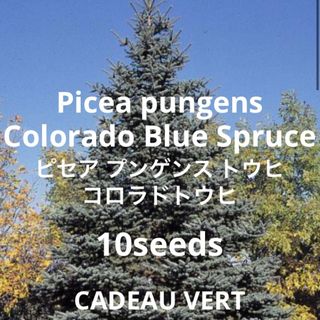 Picea pungensコロラドトウヒ（ピセア プンゲンス）ポプシー種子10粒(その他)