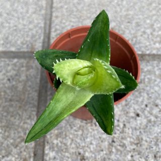 多肉植物　蛍の光　アロエ　抜き苗(その他)