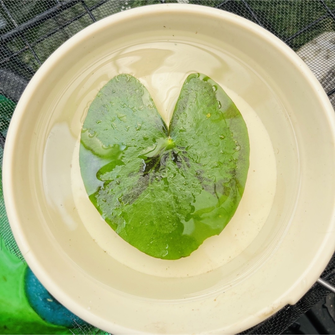 ☻浮草 水草☻ ガガブタ 1株の通販 by ThousandS ☻ BLUE|ラクマ ガガブタ 1株