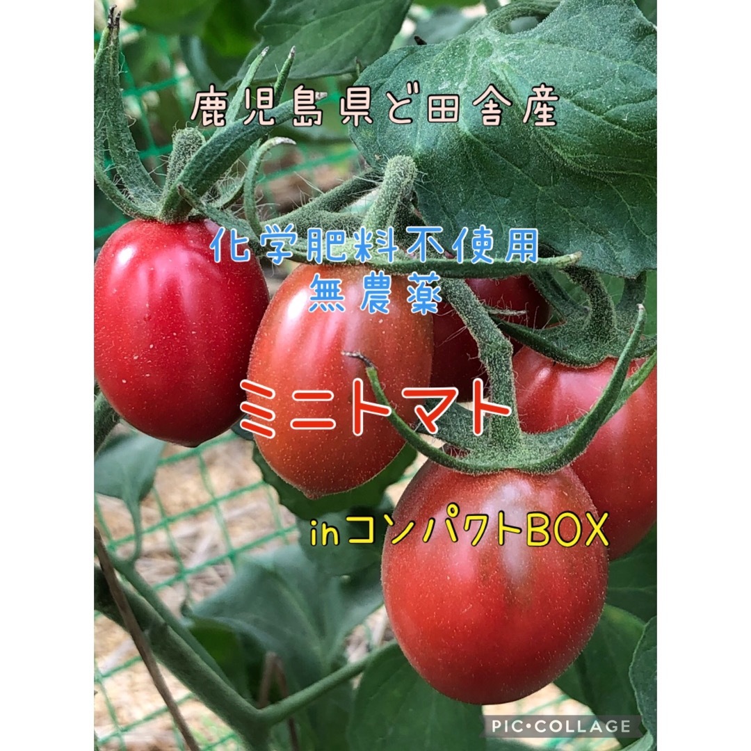 鹿児島県ど田舎産 ミニトマト(約1kg)♪inコンパクトBOXの通販 by やっさん 鹿児島県ど田舎産 ミニトマト(約1kg)♪inコンパクトBOX