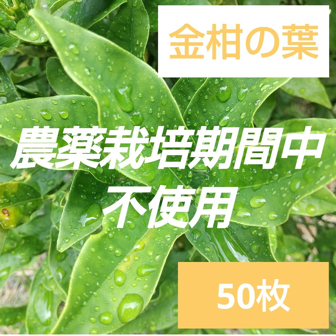 農薬栽培期間中不使用みかん 葉 100枚　アゲハ蝶　青虫　虫　餌 みかんの葉48