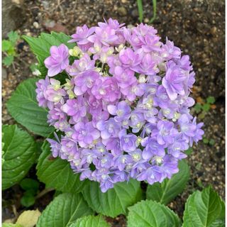 紫陽花苗木　テマリテマリ(その他)