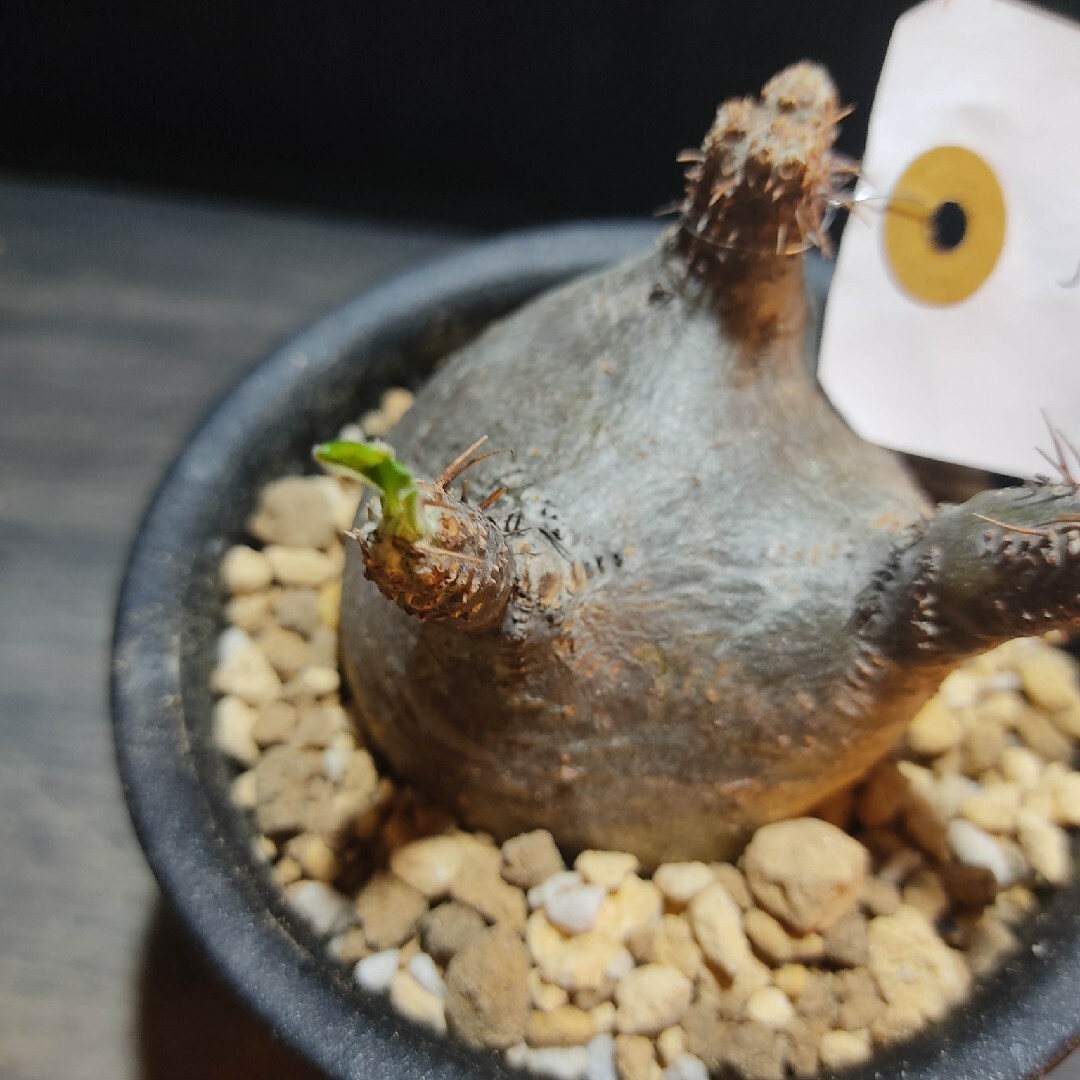 今だけこの価格 ☆発根済☆まん丸ぷっくりミニミニパキポディウム