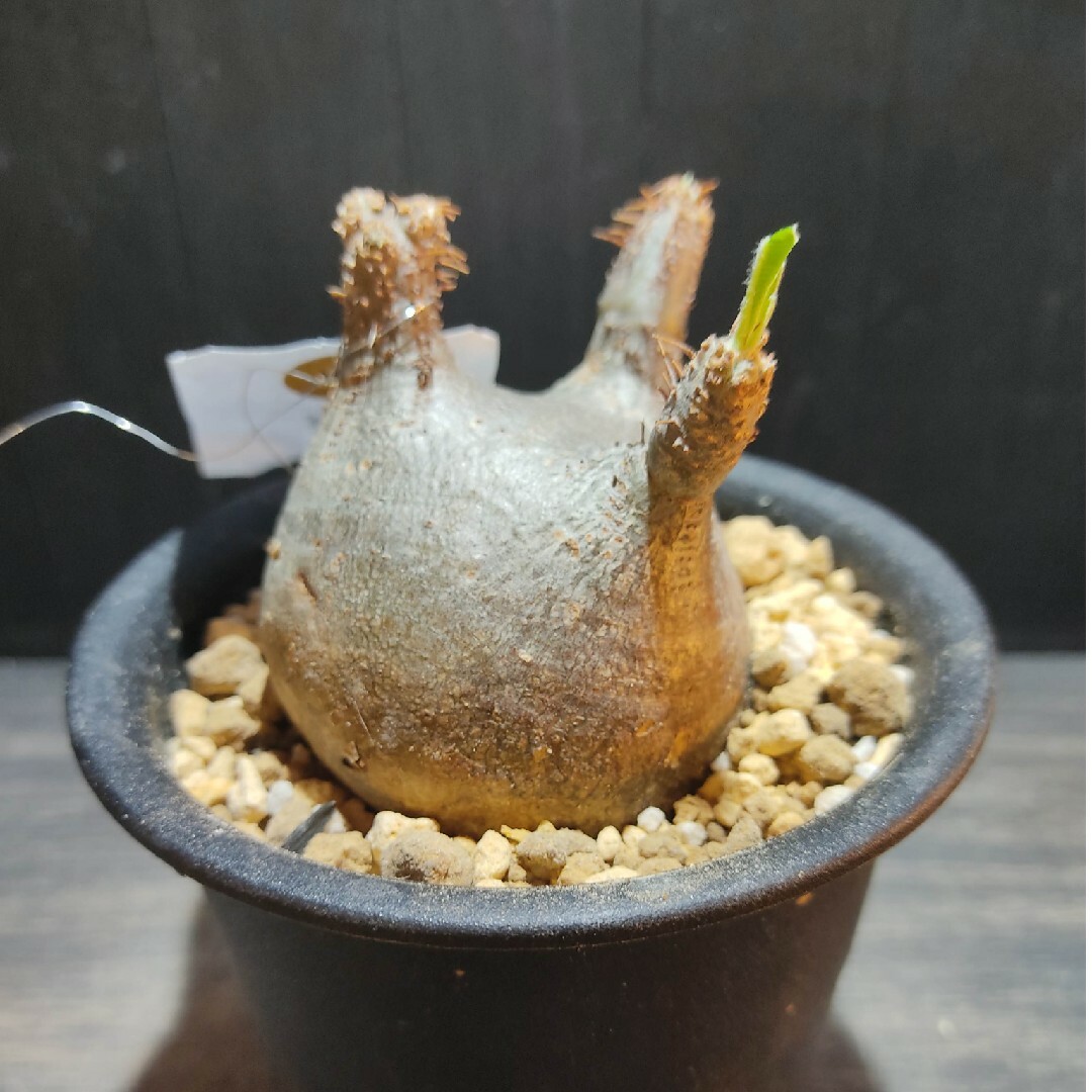 今だけこの価格 ☆発根済☆まん丸ぷっくりミニミニパキポディウム